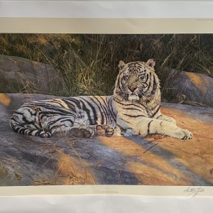 Large Anthony Gibbs Great White Tiger Limited Edition Signed Print